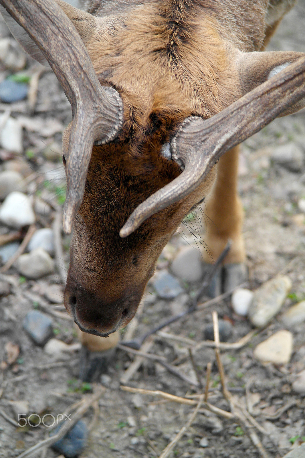 Samsung NX200 sample photo. Horns photography