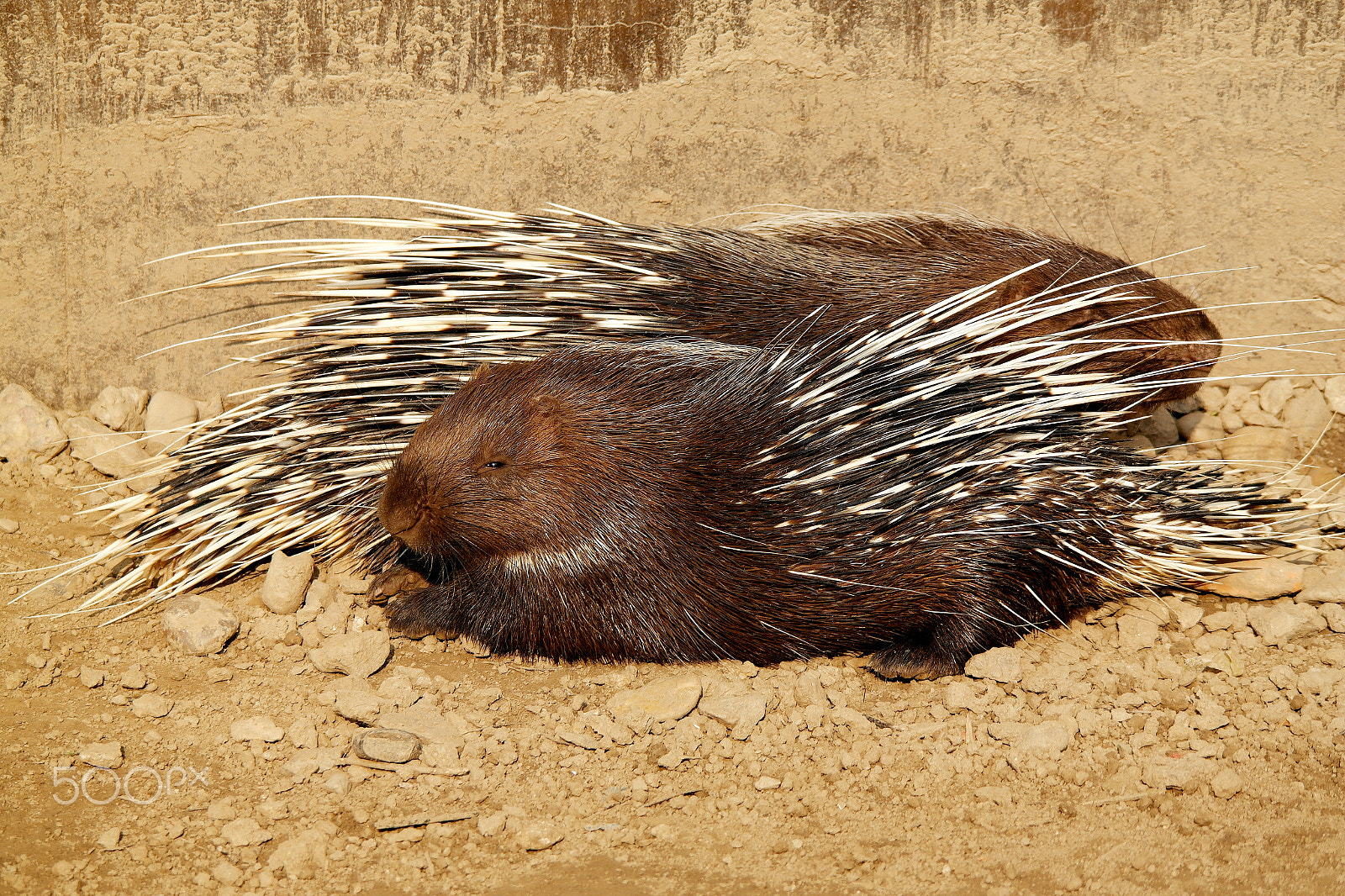Samsung NX200 sample photo. Porcupine photography