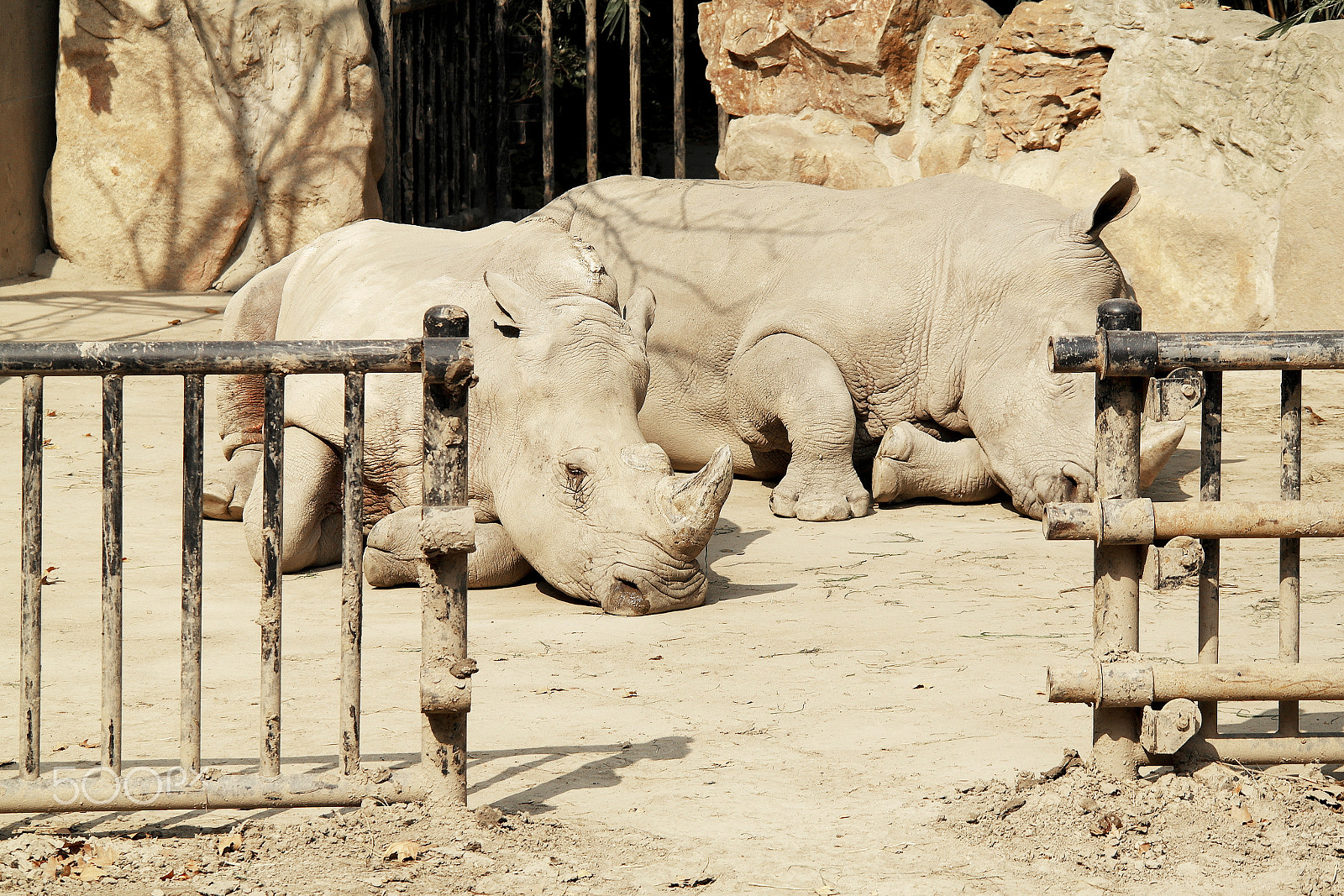 Samsung NX200 sample photo. Rhinoceros photography