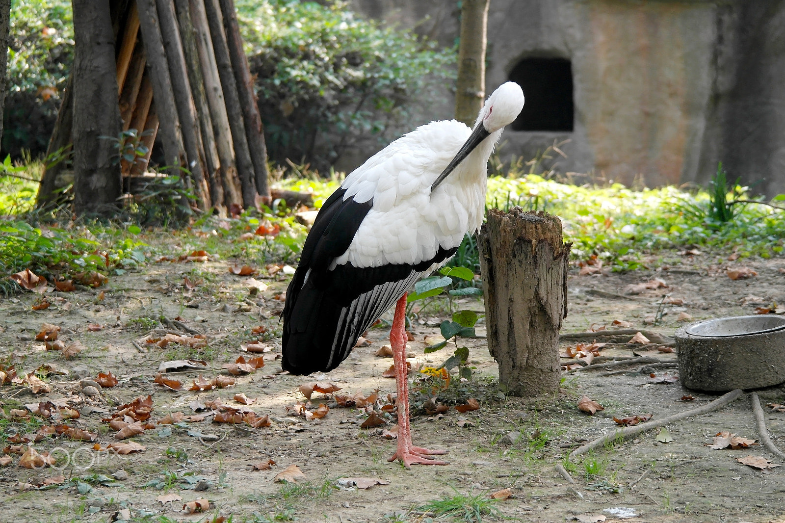 Samsung NX200 sample photo. Stork photography