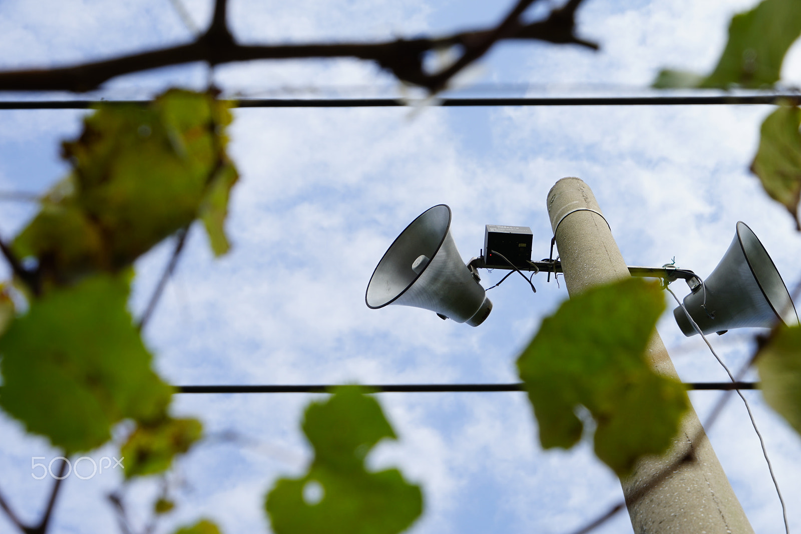 Sony MODEL-NAME sample photo. Sky of grape garden.jpg photography