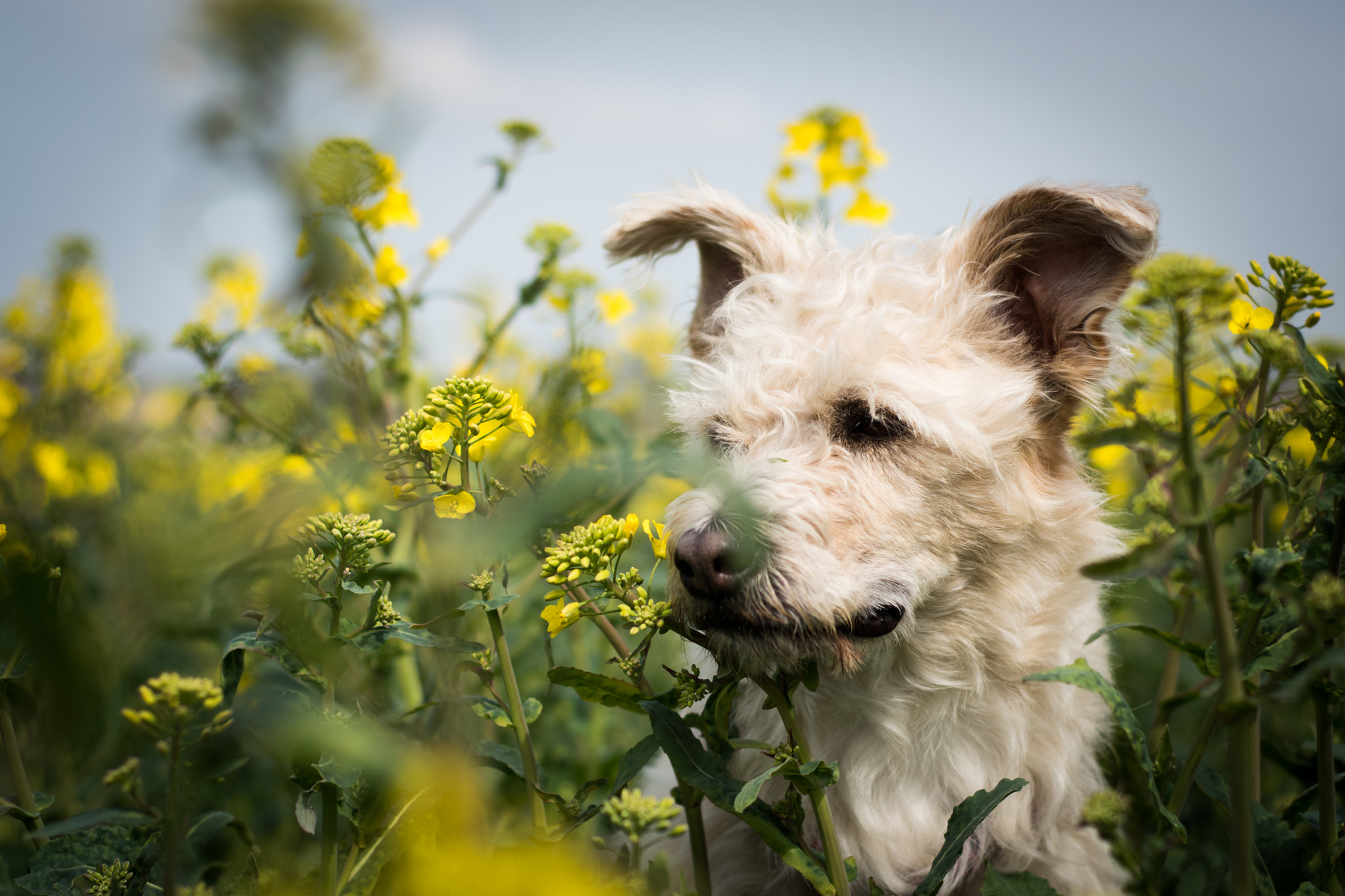 Nikon D5500 + Nikon AF Nikkor 50mm F1.8D sample photo. Look photography