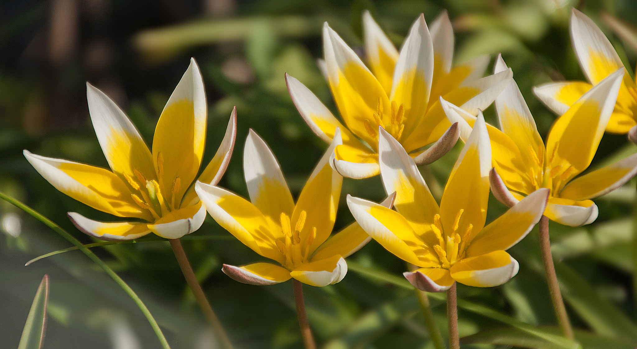 Sony Alpha DSLR-A300 + DT 18-270mm F3.5-6.3 SSM sample photo. Tulipany tarda photography