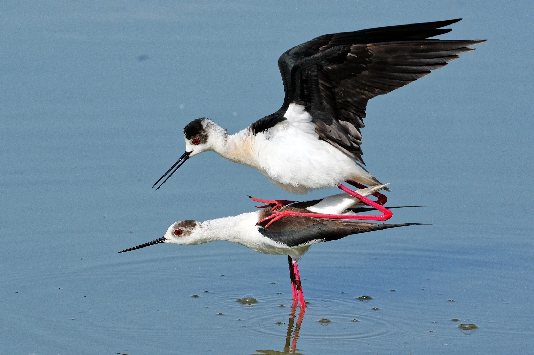 Pentax K-3 + Pentax D FA 150-450mm F4.5-5.6 ED DC AW sample photo. Black-winged stilts - cavallieri d'italia photography