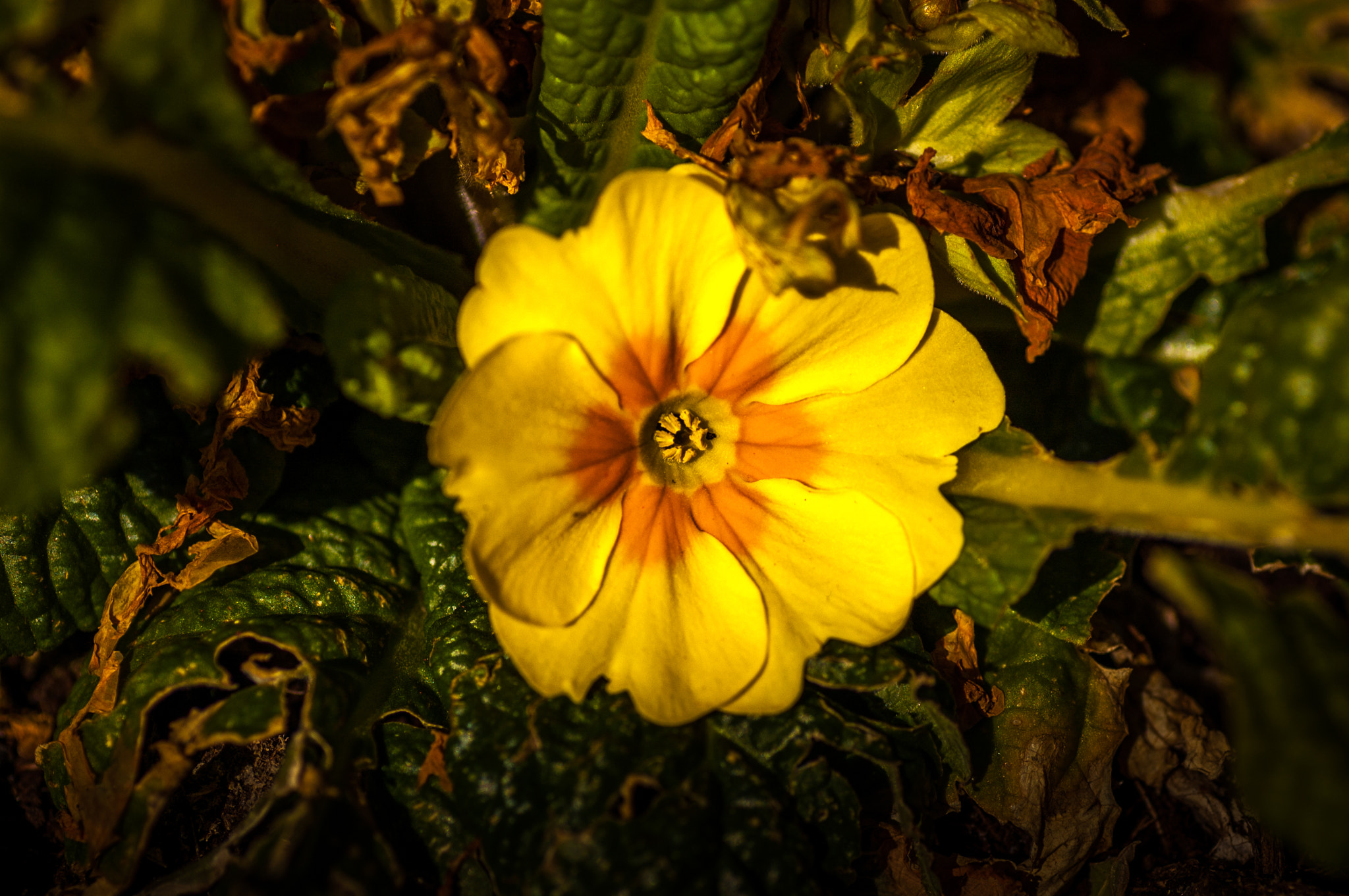 Nikon D40 sample photo. Golden sun photography