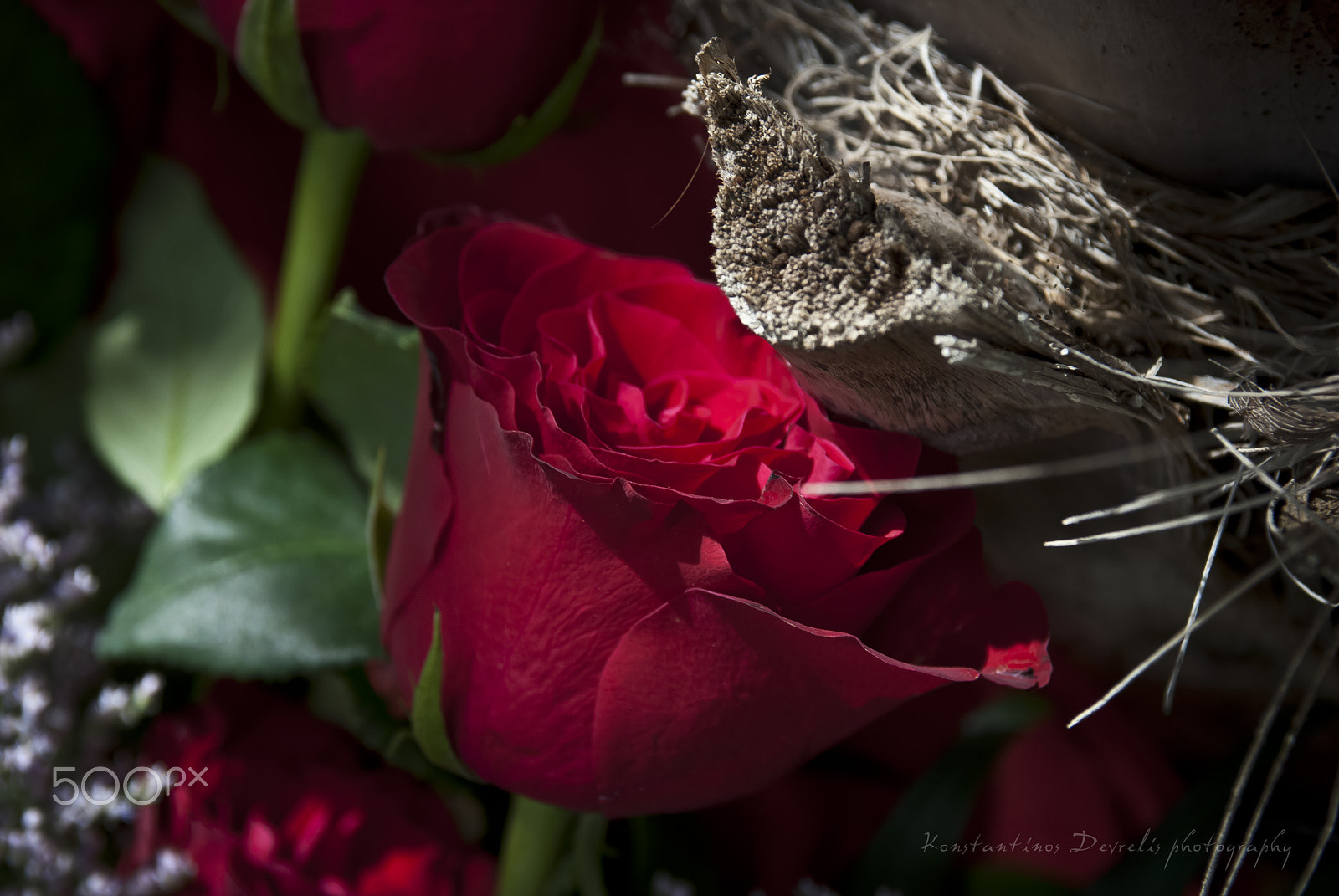 Nikon D200 sample photo. Red passion ... photography