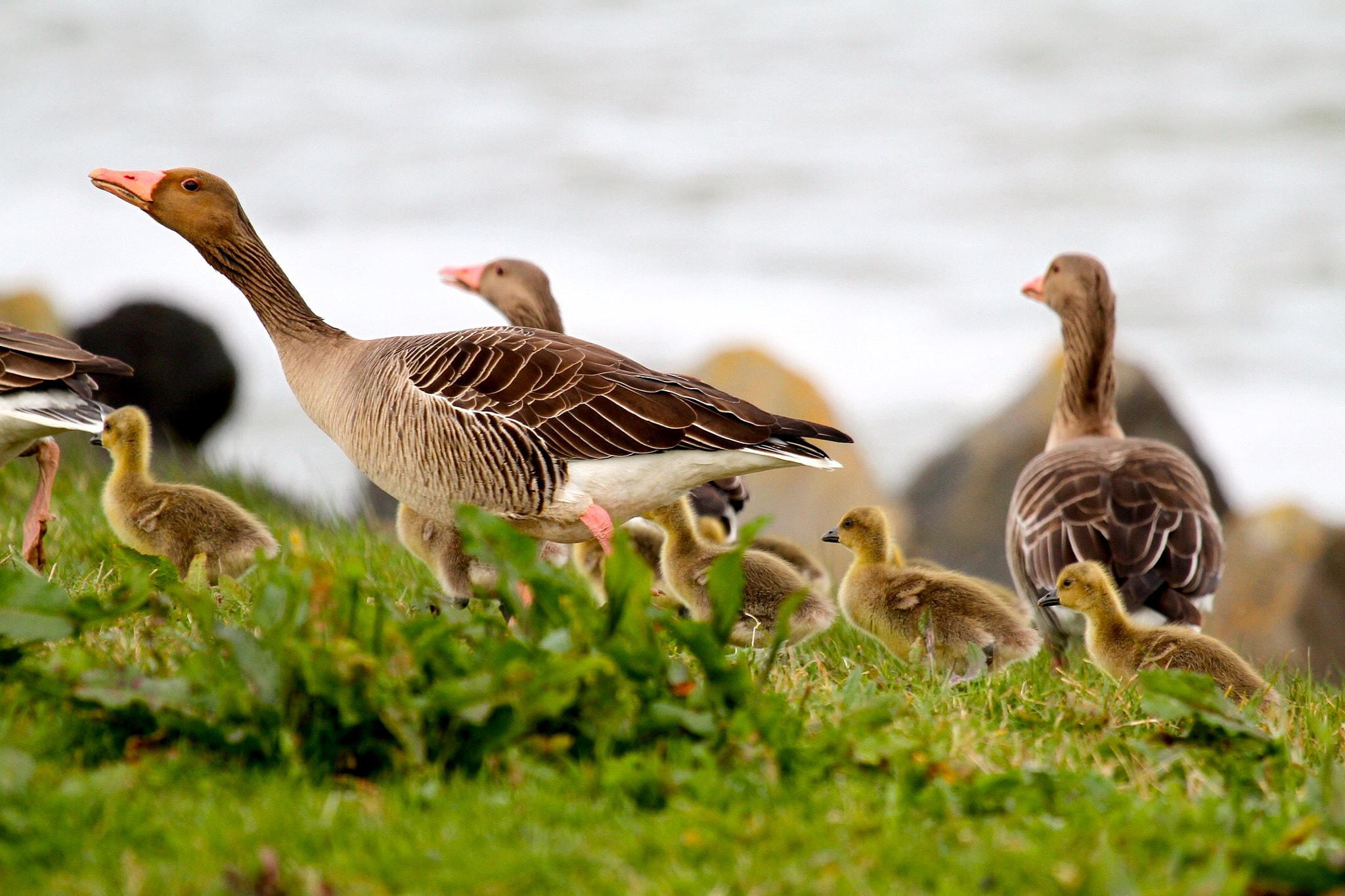 Canon EF 100-400mm F4.5-5.6L IS USM sample photo. New life (exploring) photography