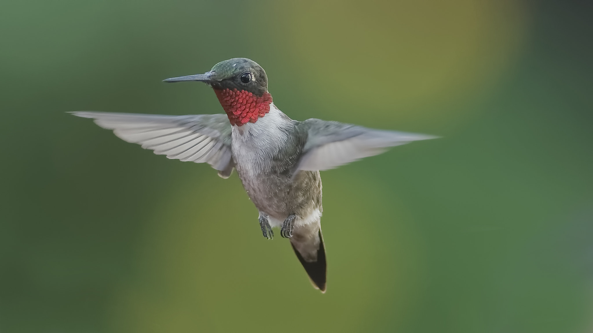 Tokina AT-X 304 AF (AF 300mm f/4.0) sample photo. Happily hovering photography