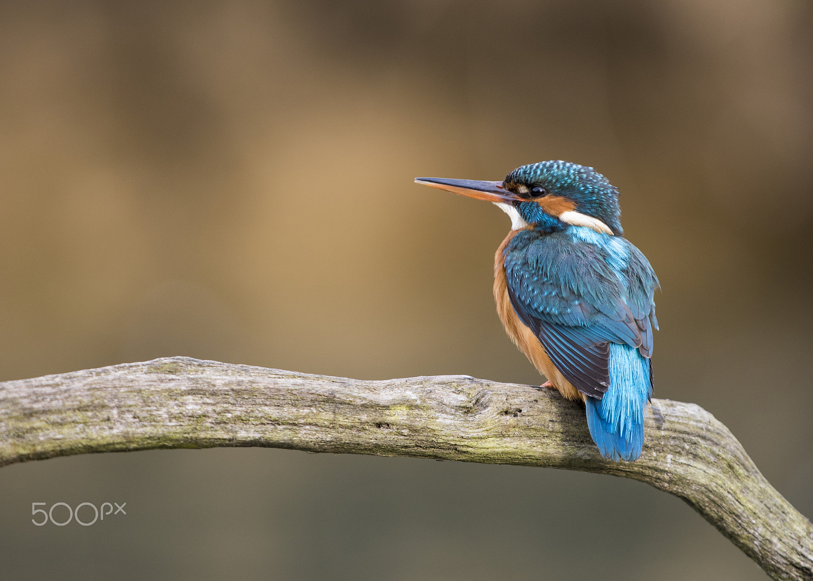 Sigma 500mm F4.5 EX DG HSM sample photo. Female common / eurasian kingfisher (alcedo atthis) photography