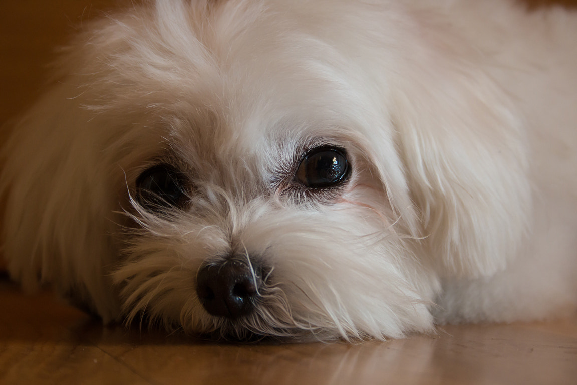 Canon EF-S 18-55mm F3.5-5.6 sample photo. Carlota photography