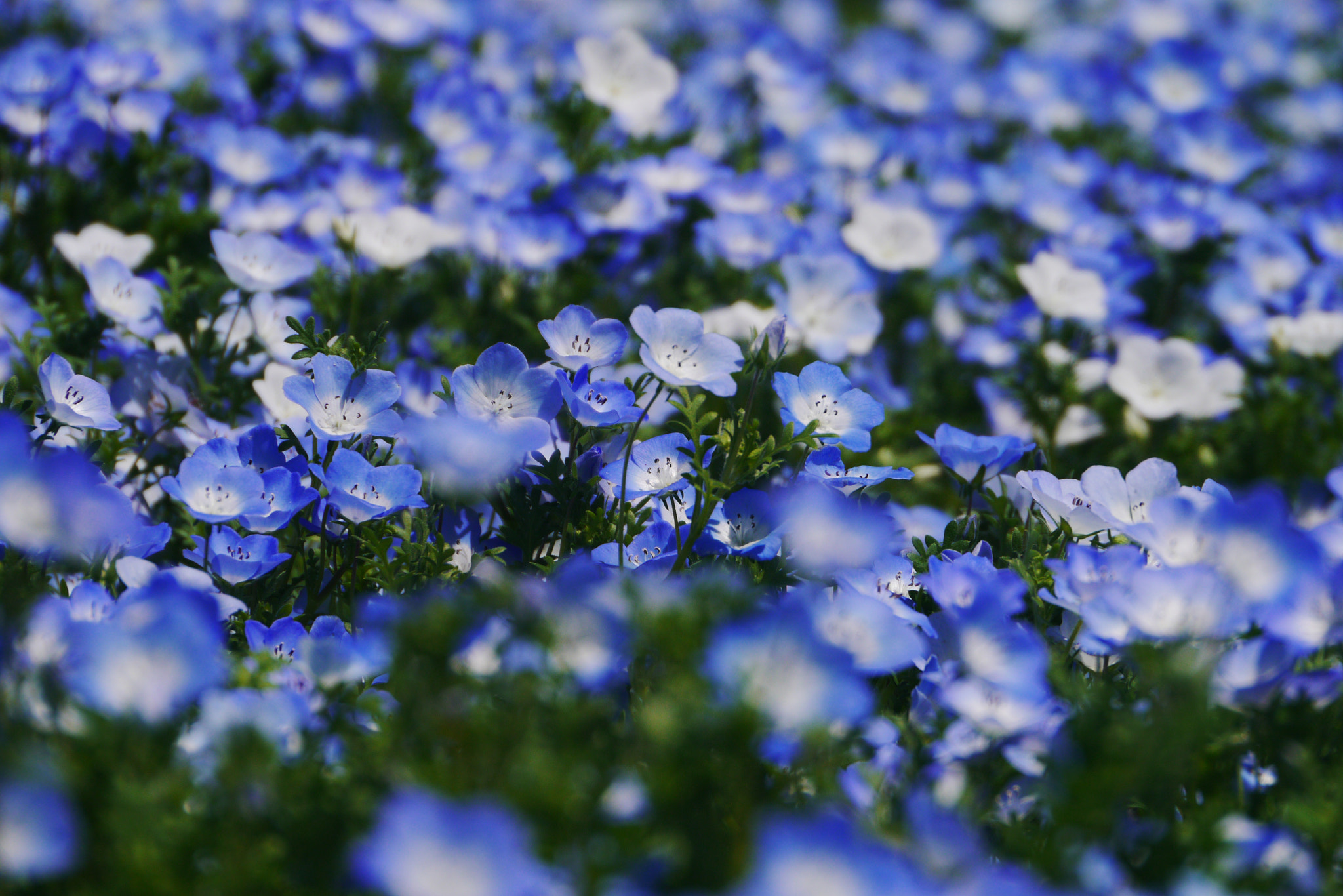 Panasonic Lumix DMC-GX1 sample photo. Flowers in the garden photography