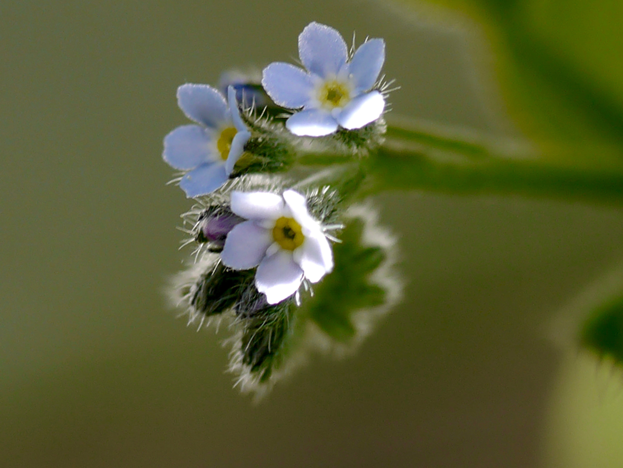 Panasonic Lumix DMC-GX1 + Panasonic Lumix G Macro 30mm F2.8 ASPH Mega OIS sample photo. Myosotis autre photography