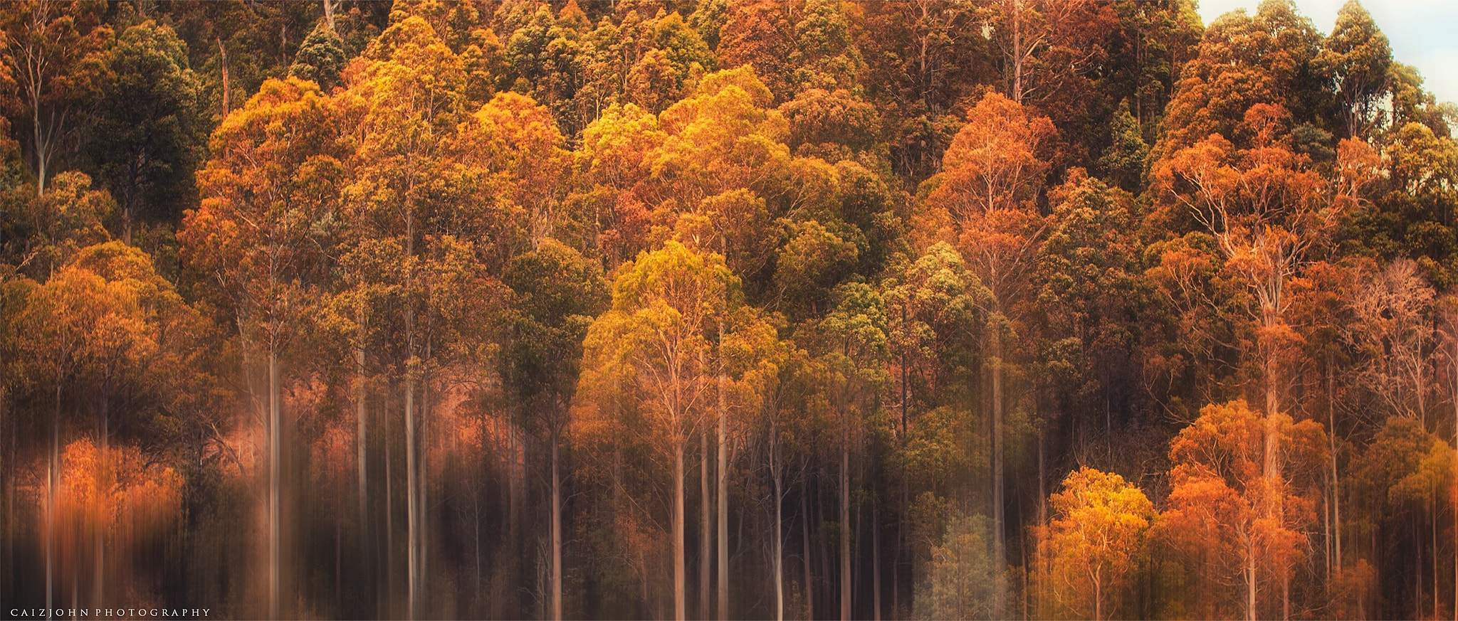 Nikon D810 + Sigma 50mm F1.4 EX DG HSM sample photo. Trippy forrest photography