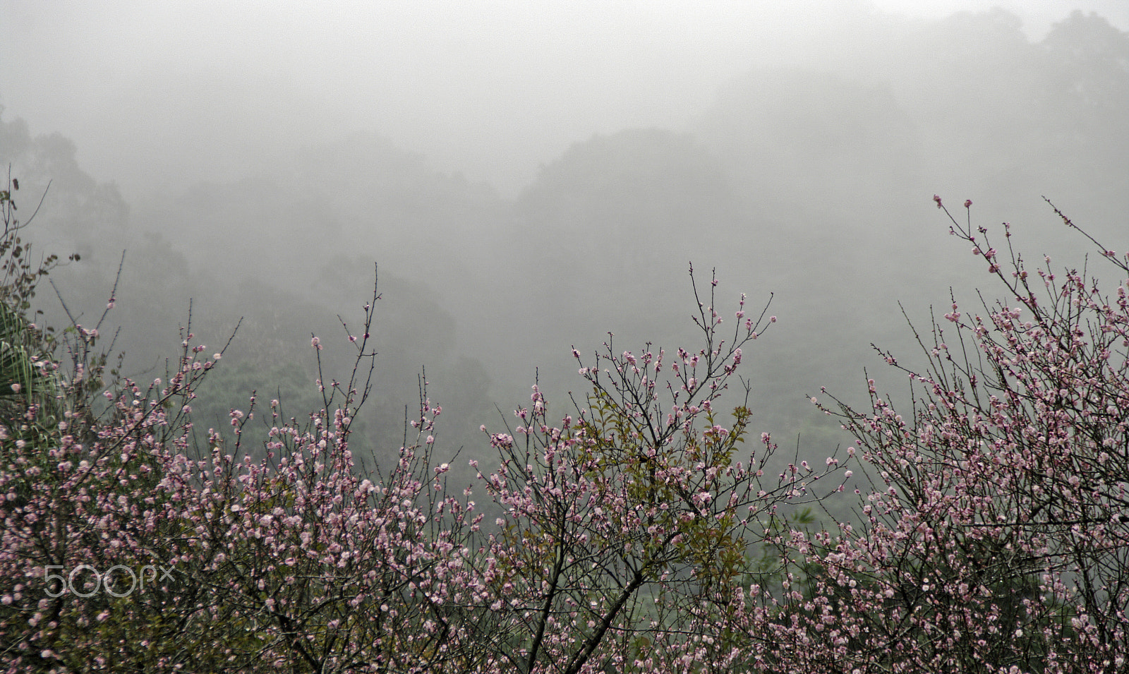 Tamron AF 18-200mm F3.5-6.3 XR Di II LD Aspherical (IF) Macro sample photo. Spring rain photography