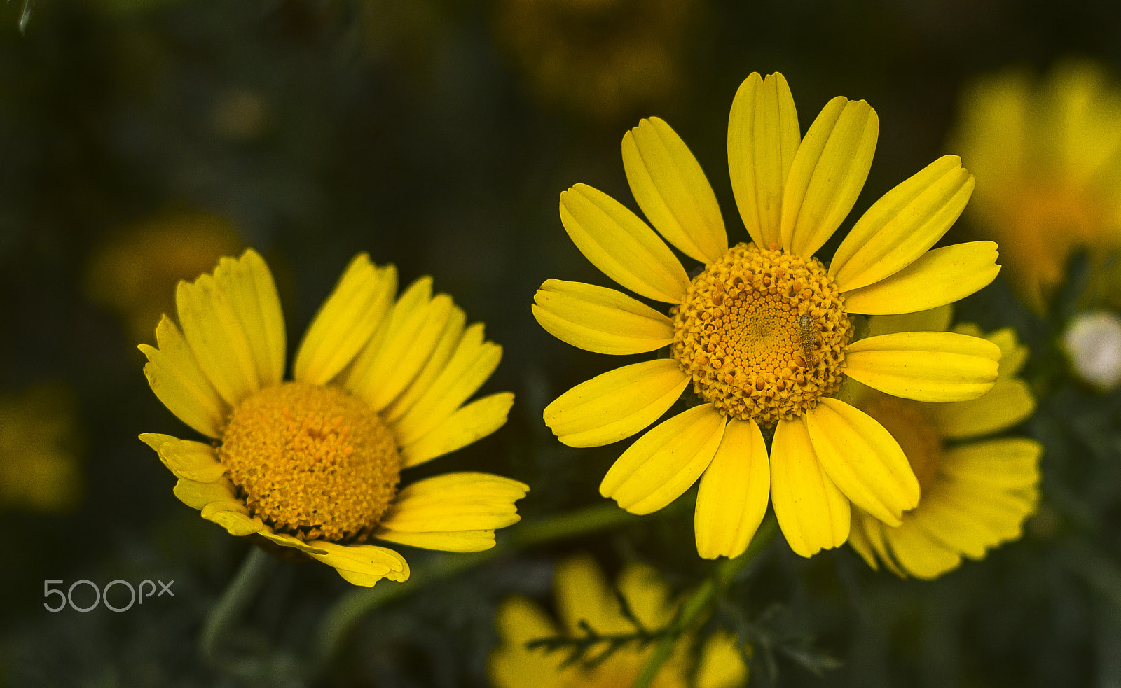 Canon EOS 650D (EOS Rebel T4i / EOS Kiss X6i) + Canon EF 50mm F1.4 USM sample photo. Daisy of the day photography