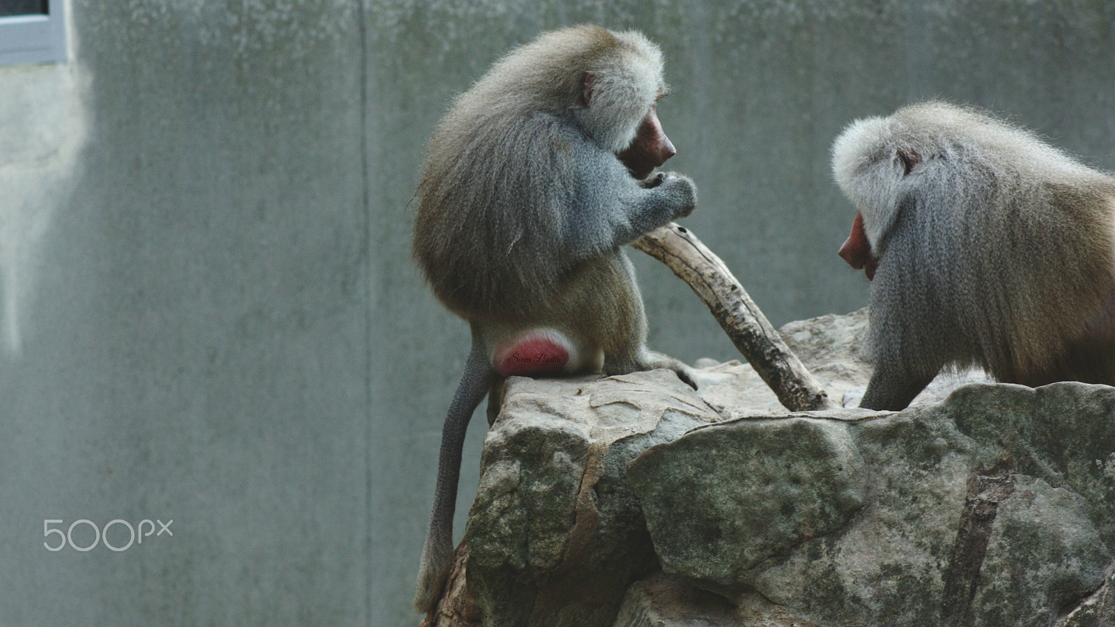 Canon EOS 450D (EOS Rebel XSi / EOS Kiss X2) sample photo. 50 shades of grey monkeys. photography
