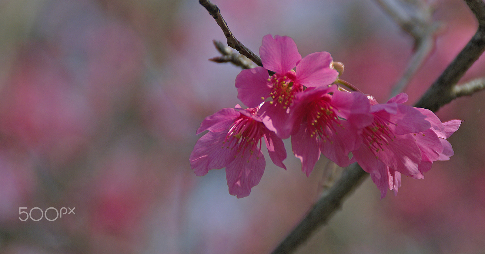 Tamron AF 18-200mm F3.5-6.3 XR Di II LD Aspherical (IF) Macro sample photo. Pink lady photography