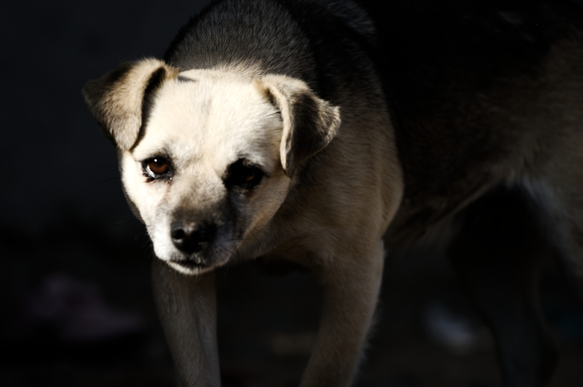 Tamron 18-270mm F3.5-6.3 Di II PZD sample photo. Dog photography