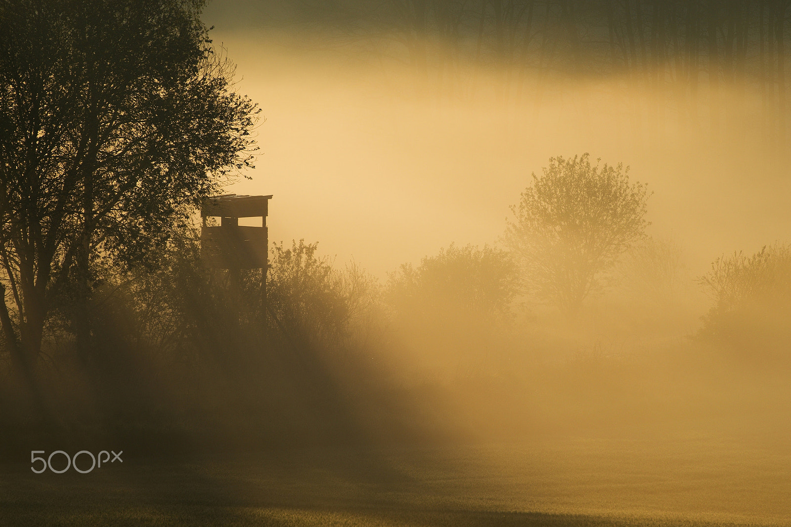 Nikon D3200 + 70.00 - 300.00 mm f/4.0 - 5.6 sample photo. Magical misty morning ... photography