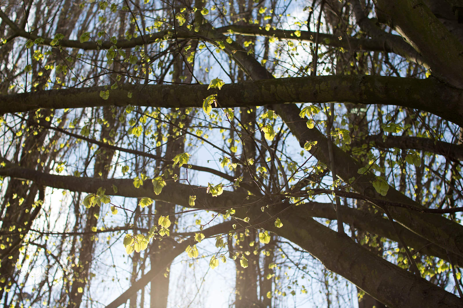 Sigma 30mm F1.4 EX DC HSM sample photo. The view from my home (once a year) photography