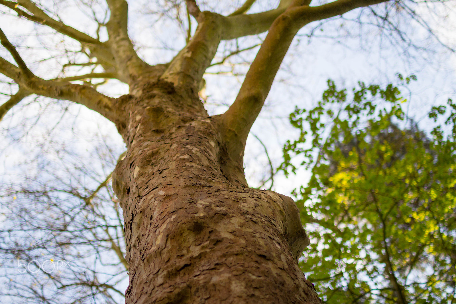 Sigma 30mm F1.4 EX DC HSM sample photo. A baobab !! or another type of tree photography