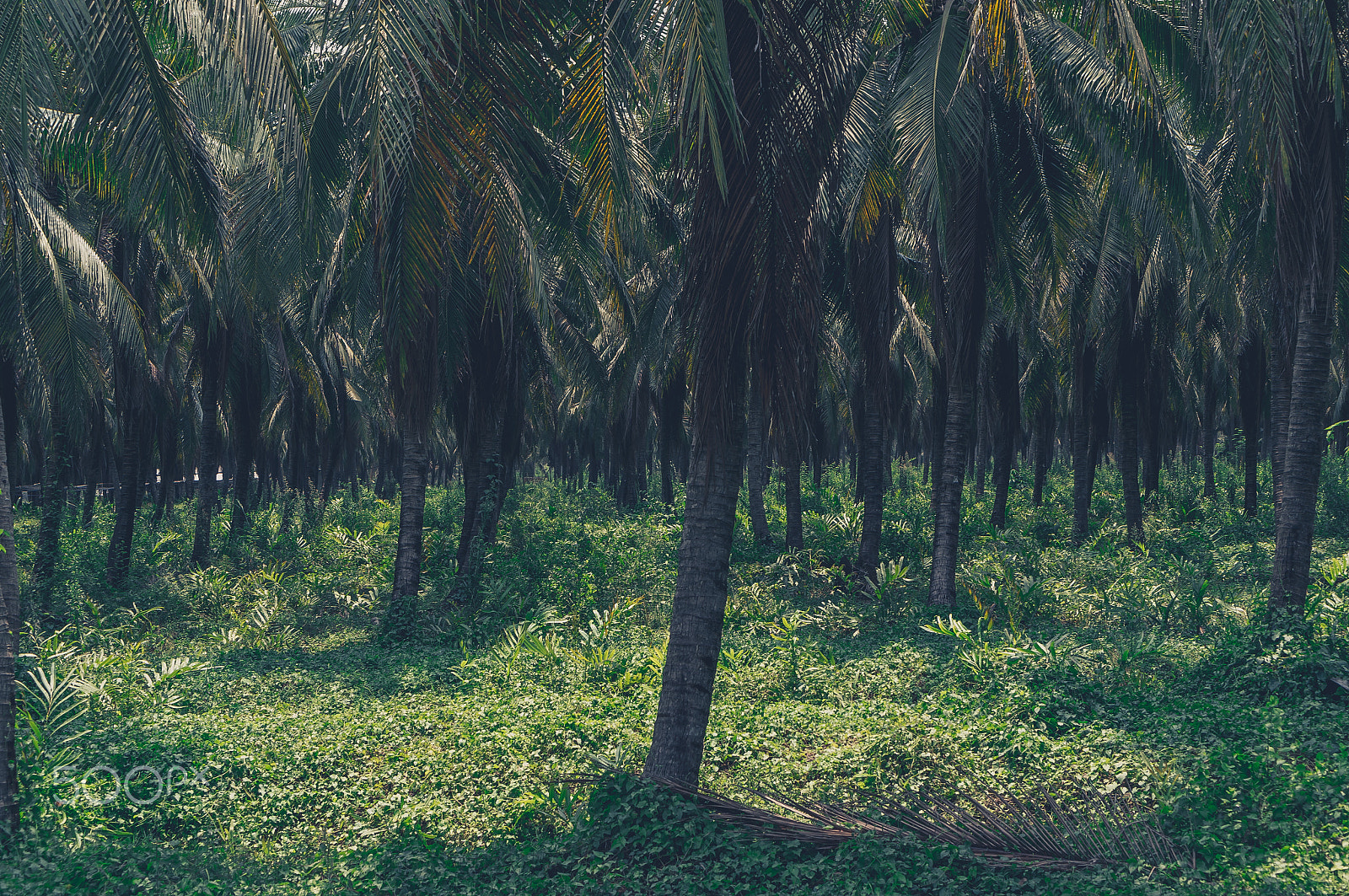Sony Alpha NEX-6 + Sony E 35mm F1.8 OSS sample photo. Thai coconut farm photography