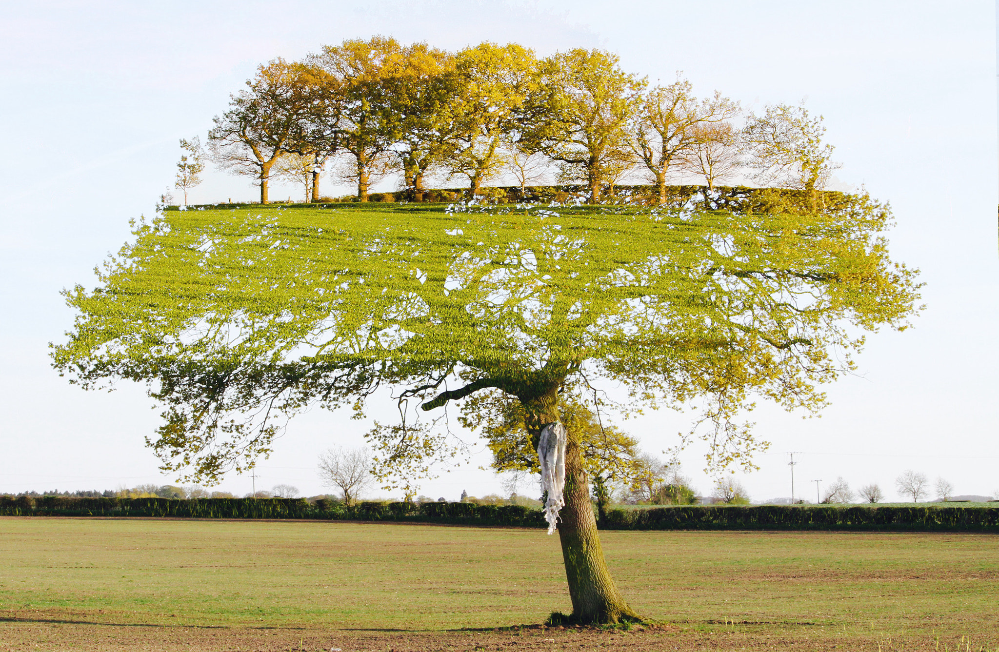 Canon EF-S 55-250mm F4-5.6 IS sample photo. Trees photography