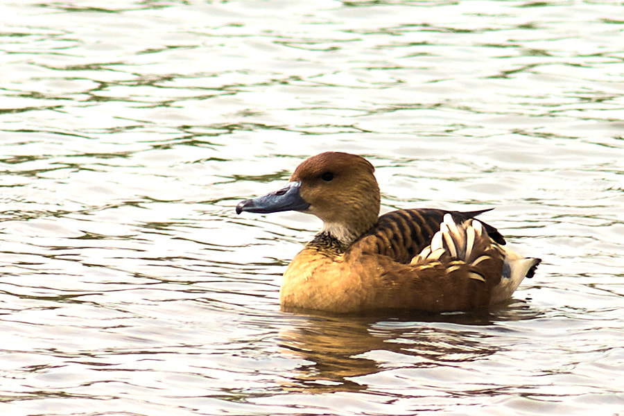 Canon EF 300mm F4L IS USM sample photo. Ente photography