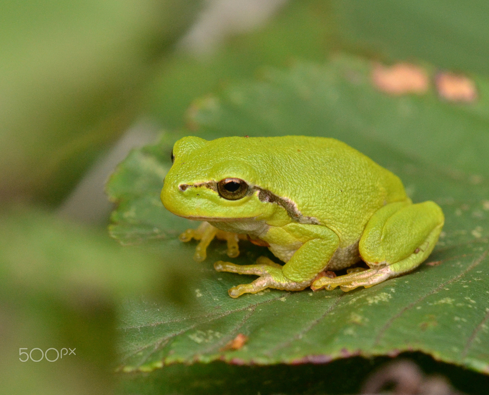 Nikon AF-S DX Micro-Nikkor 85mm F3.5G ED VR sample photo. Tree frog (hyla arborea) photography