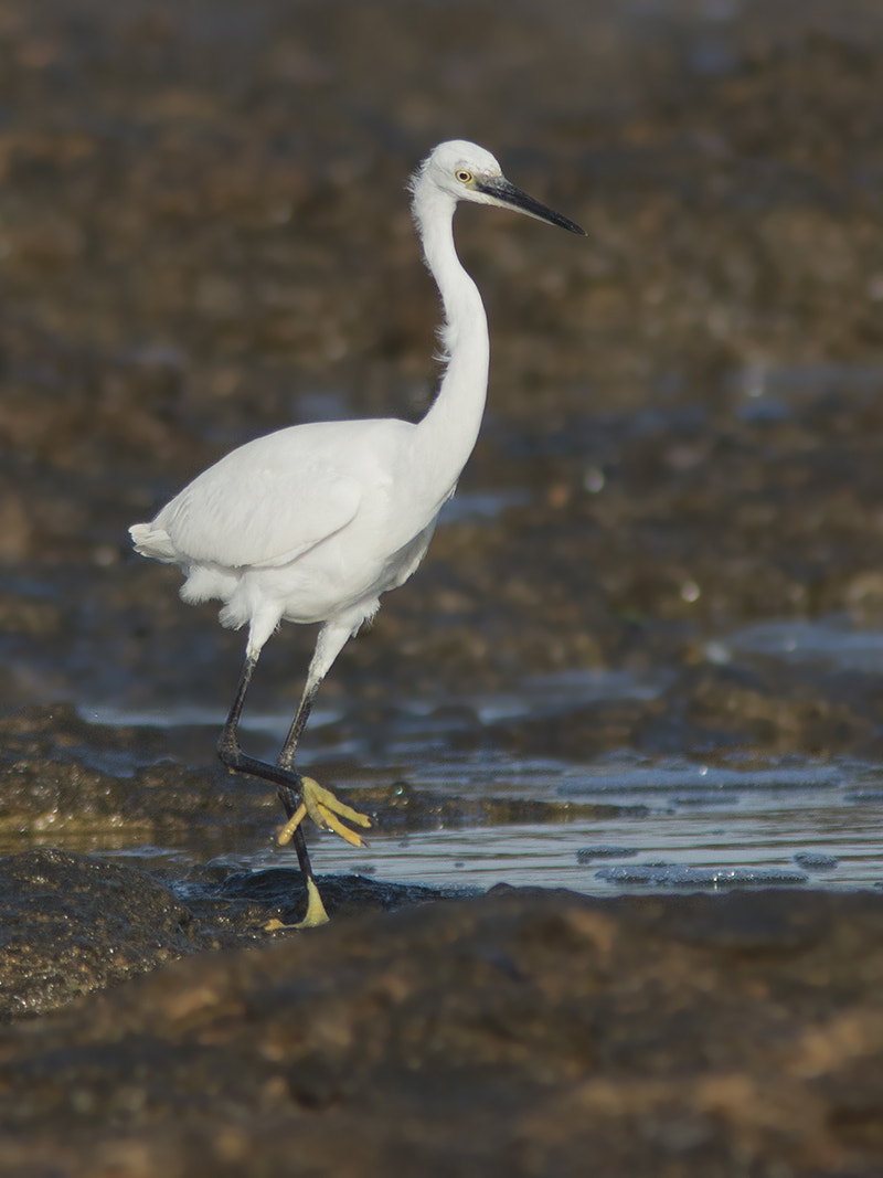 Canon EF 300mm F4L IS USM sample photo. Kleine zilverreiger / little egret photography