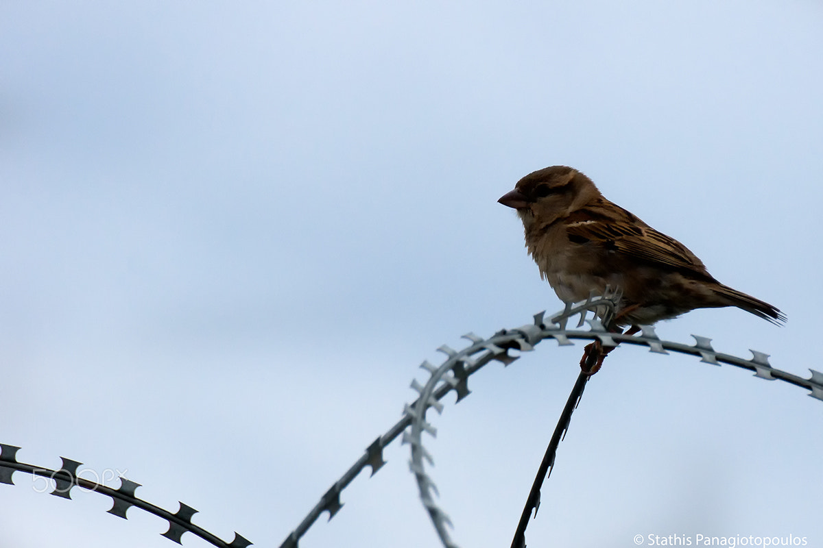 Tamron SP 70-300mm F4-5.6 Di USD sample photo. Freebird photography