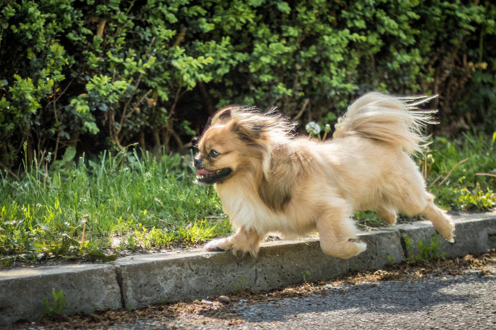 Canon EOS 750D (EOS Rebel T6i / EOS Kiss X8i) + Canon EF 50mm F1.8 II sample photo. I believe i can fly... photography