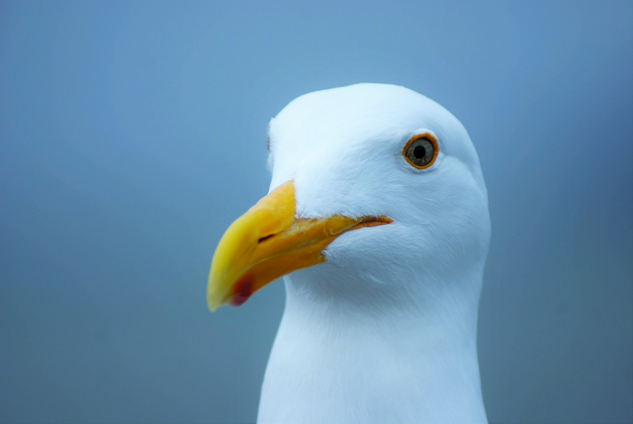 Sony Alpha DSLR-A300 sample photo. Seagull portrait photography