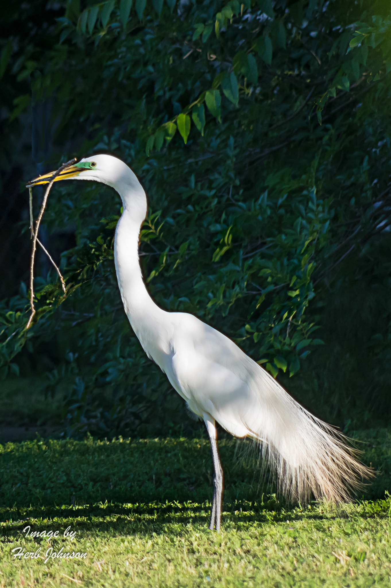 Pentax K-3 sample photo. "nest builder"....caught this cattle egret gathering sticks for its nest just outside of oklahoma... photography