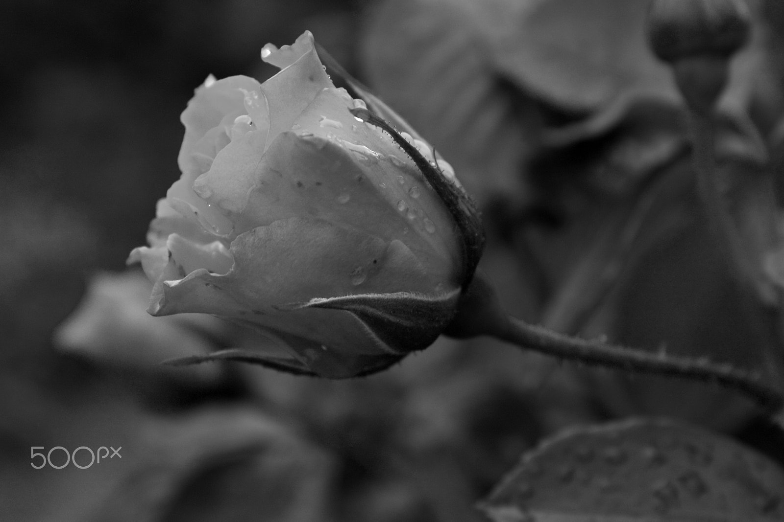 Canon EF-S 18-55mm F3.5-5.6 IS sample photo. She... photography