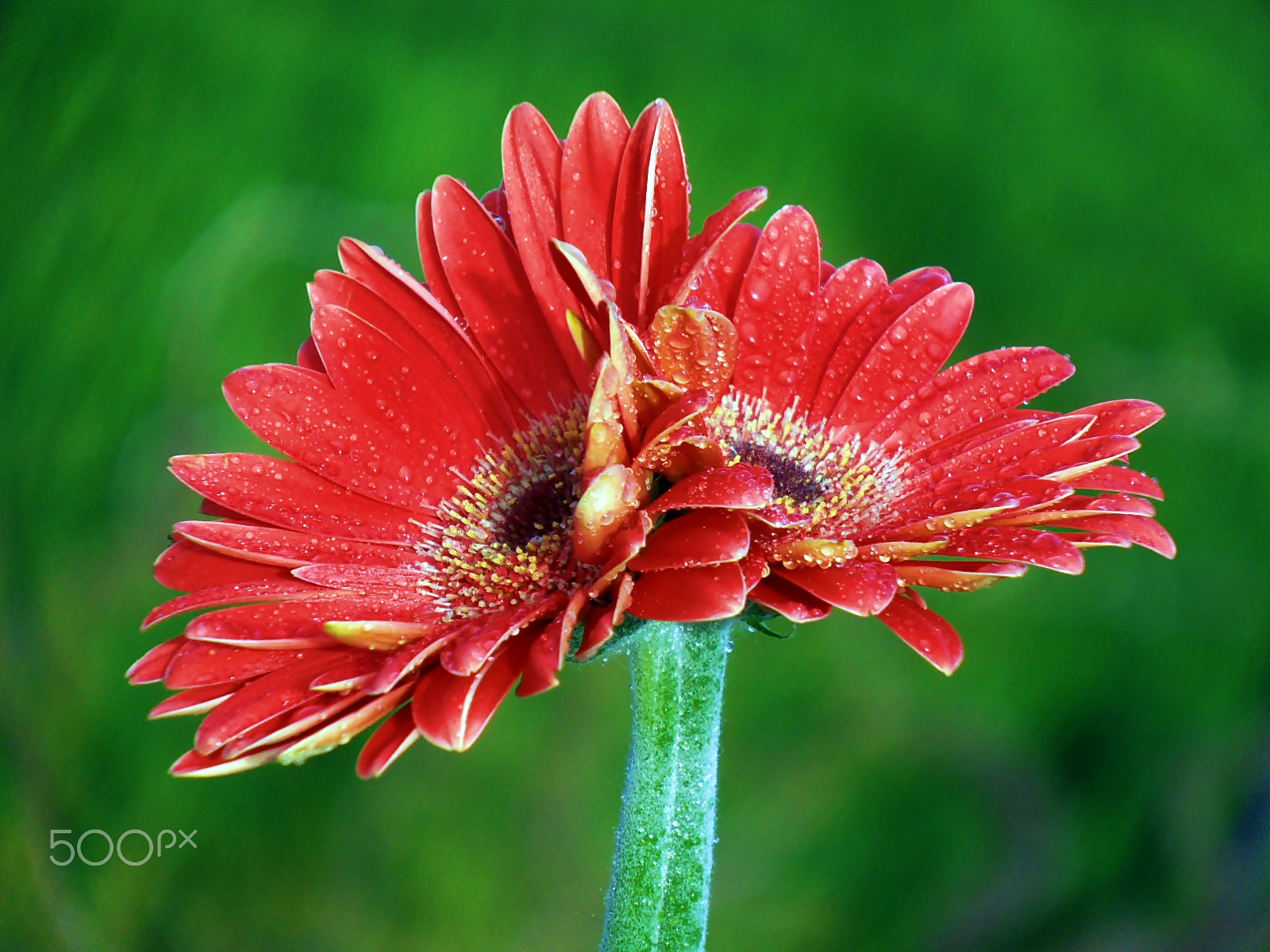 Olympus VR325,VR320,D725 sample photo. Siamese flowers photography