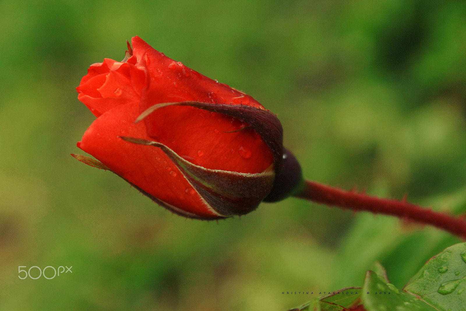 Canon EF-S 18-55mm F3.5-5.6 IS sample photo. The queen... photography