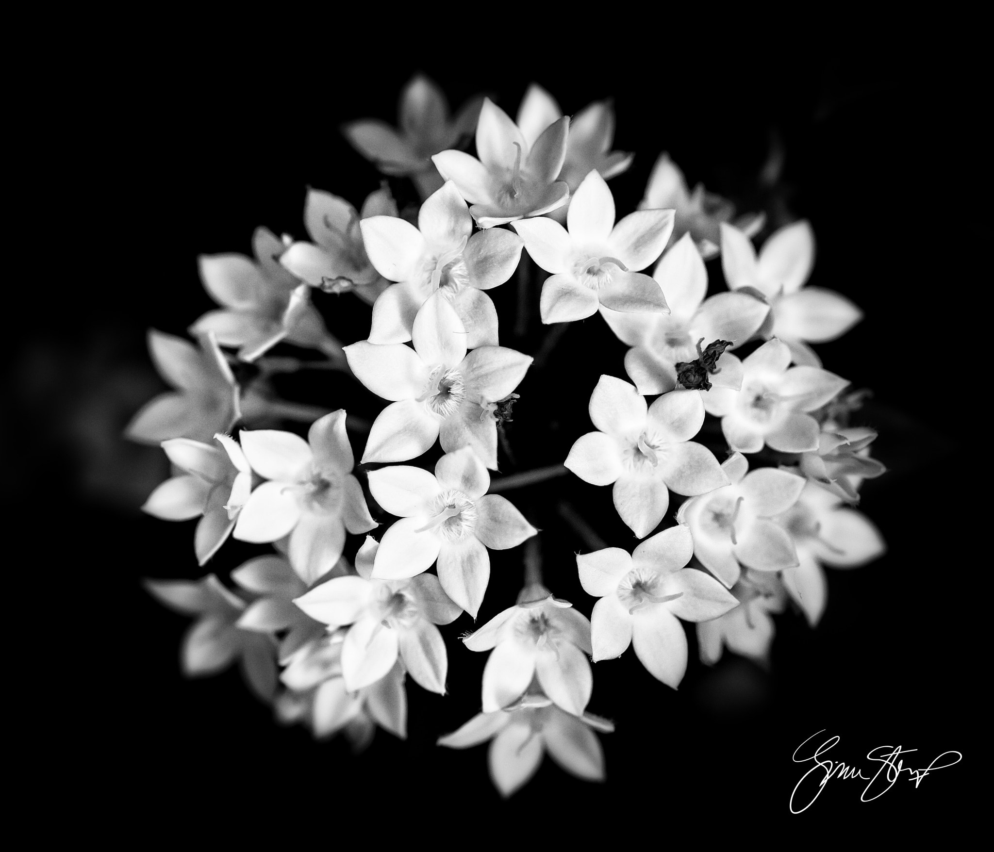 OLYMPUS 50mm Lens sample photo. White floral bouquet photography