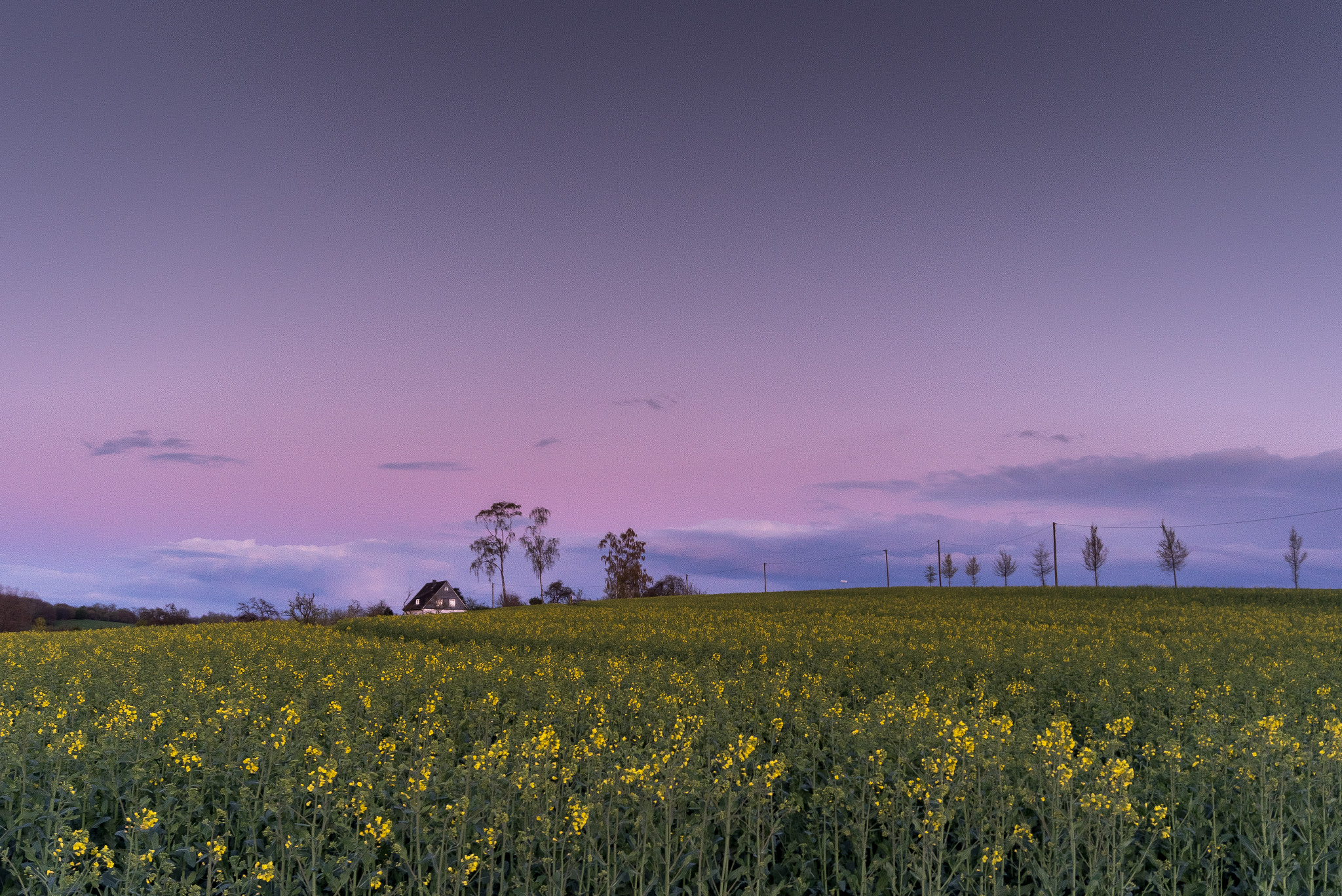 Sony SLT-A68 sample photo. Violet rapeseeds photography