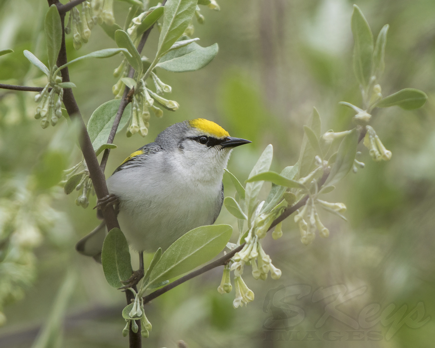 Nikon D7200 + Sigma 500mm F4.5 EX DG HSM sample photo. Hybrid (brewster's warbler - blue-winged hybrid) photography