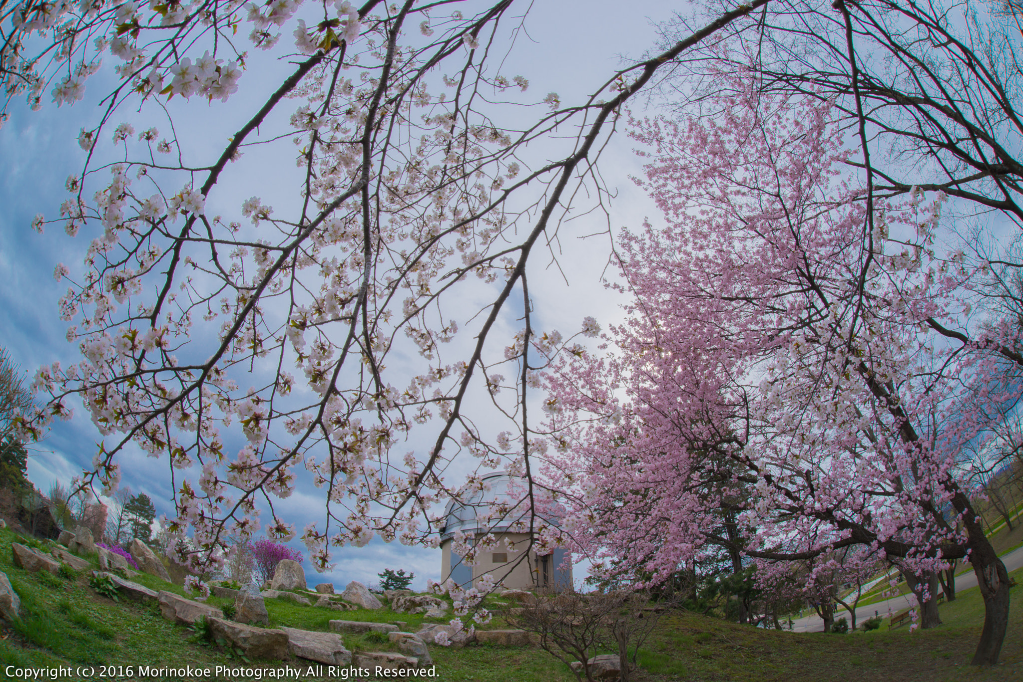 Nikon D800 + Sigma 15mm F2.8 EX DG Diagonal Fisheye sample photo. 桜咲く photography