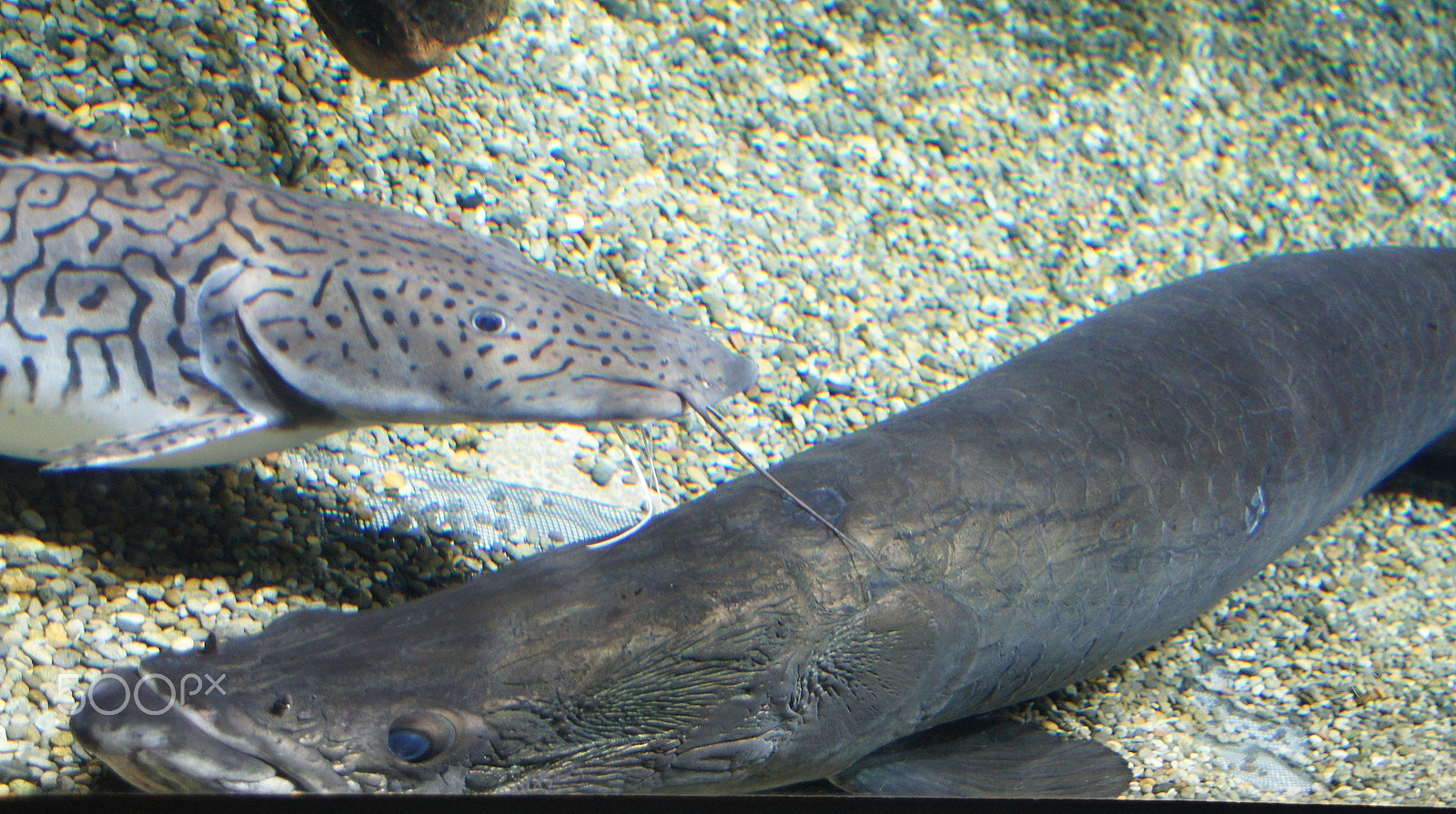 Sony Alpha NEX-3 sample photo. Inside  water photography