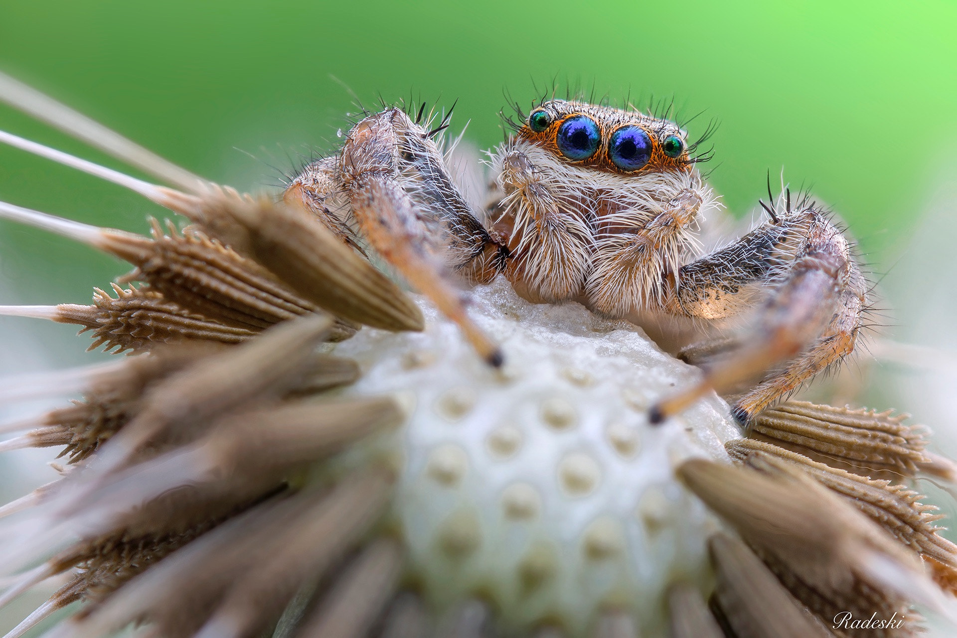 Nikon D800E + Nikon AF Micro-Nikkor 60mm F2.8D sample photo. Ragno sul soffione photography