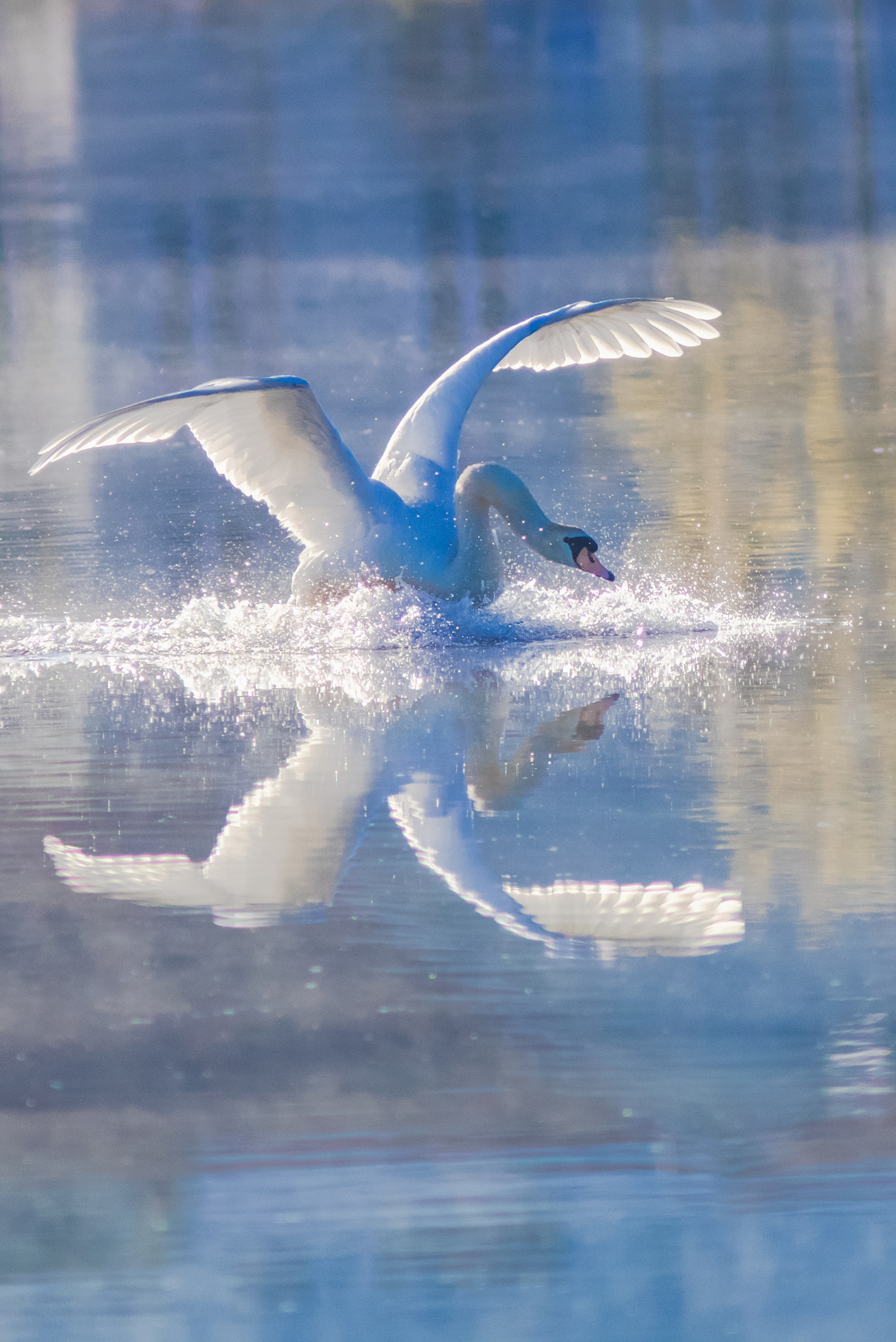 Canon EF 300mm F4L IS USM sample photo. Blue swan - blå svane photography