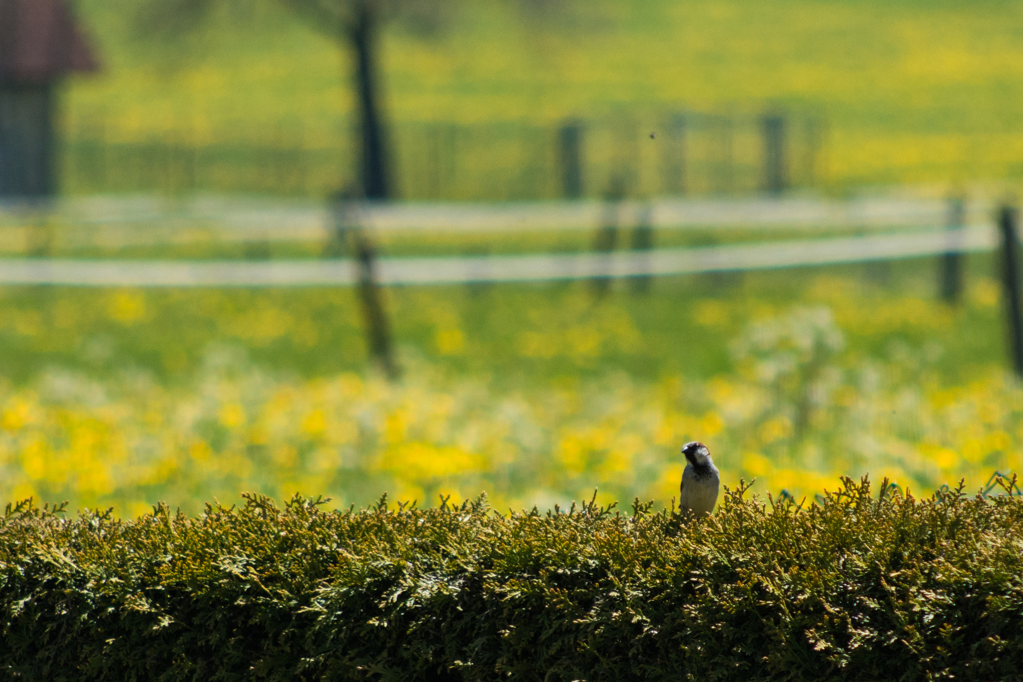 Nikon D7200 + AF Nikkor 70-210mm f/4-5.6 sample photo. Little bird photography