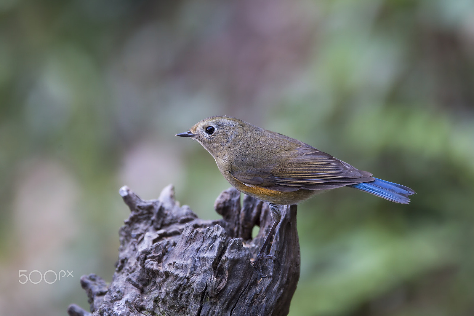 Nikon D4 sample photo. Himalayan bluetailed flycatcher (f) photography