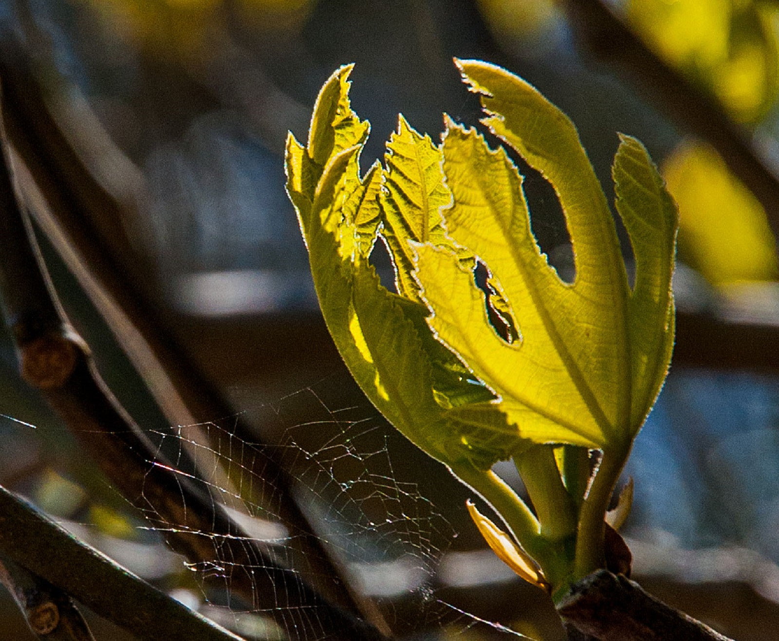 Nikon D3 sample photo. Green shoots photography