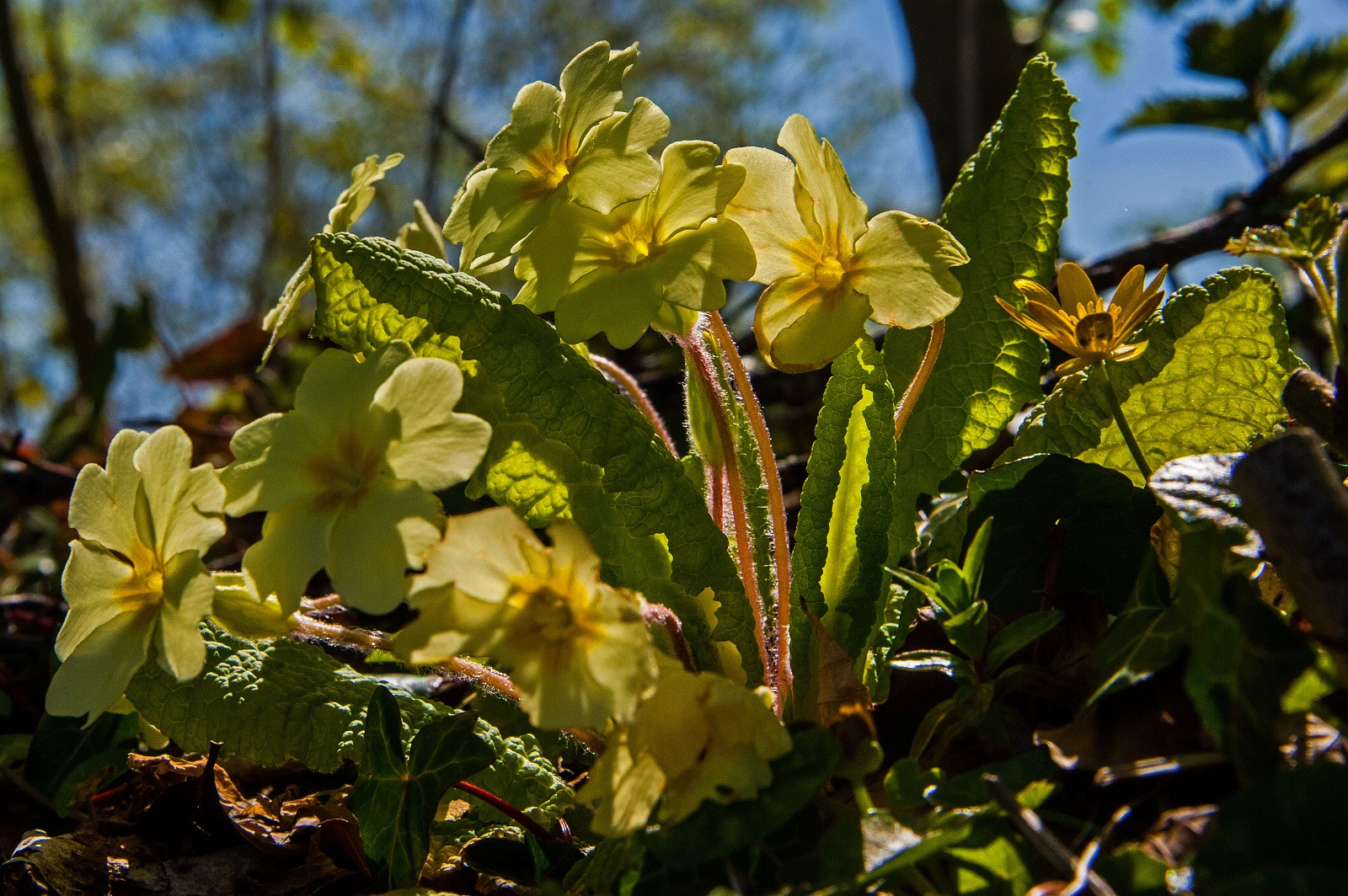 Nikon D3 sample photo. Primrose printemps photography