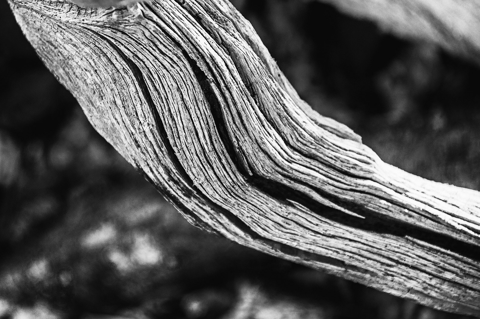 Nikon D3 sample photo. Dead wood photography