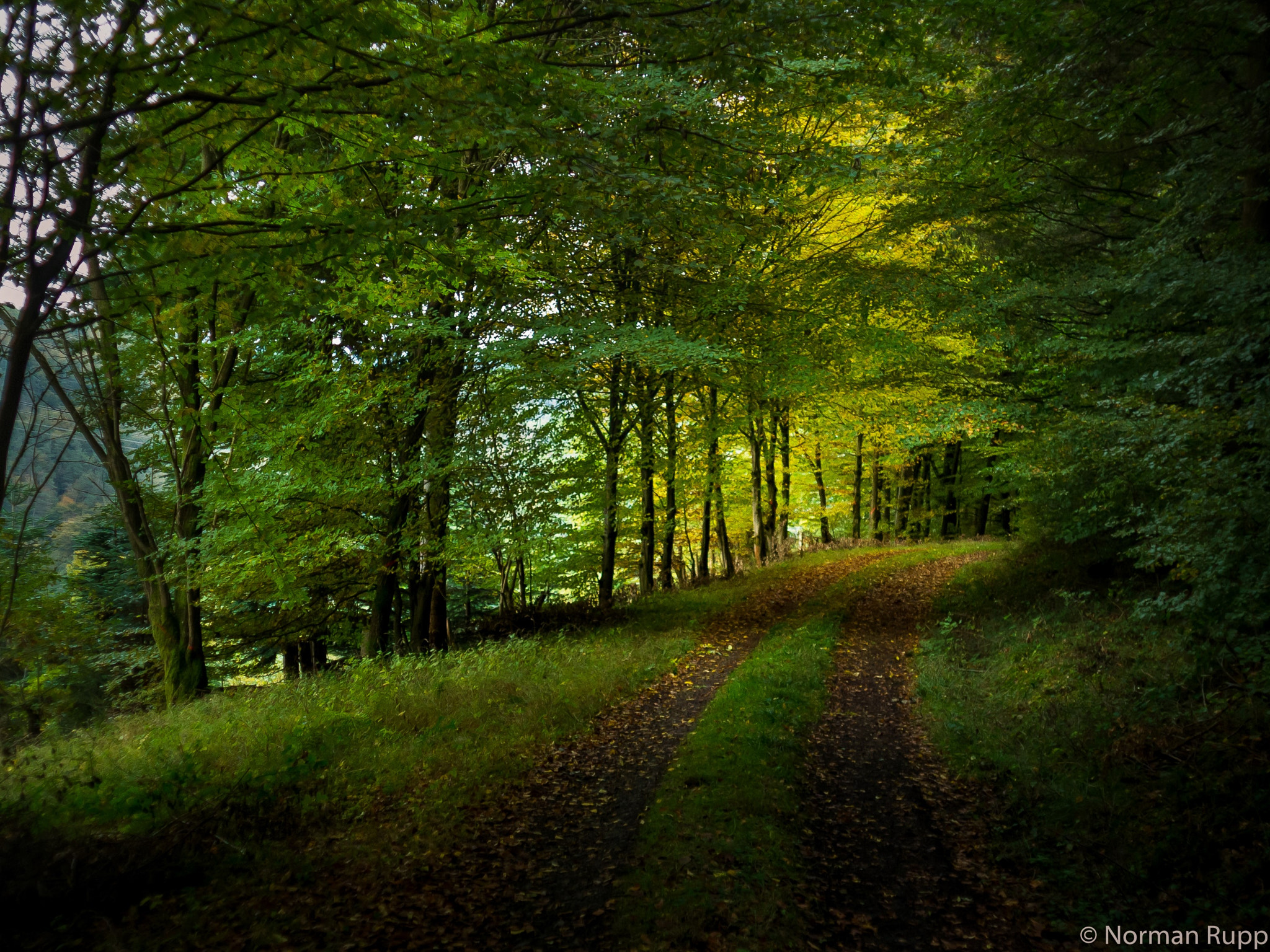 Pentax K-r + A Series Lens sample photo. Light in the woods photography